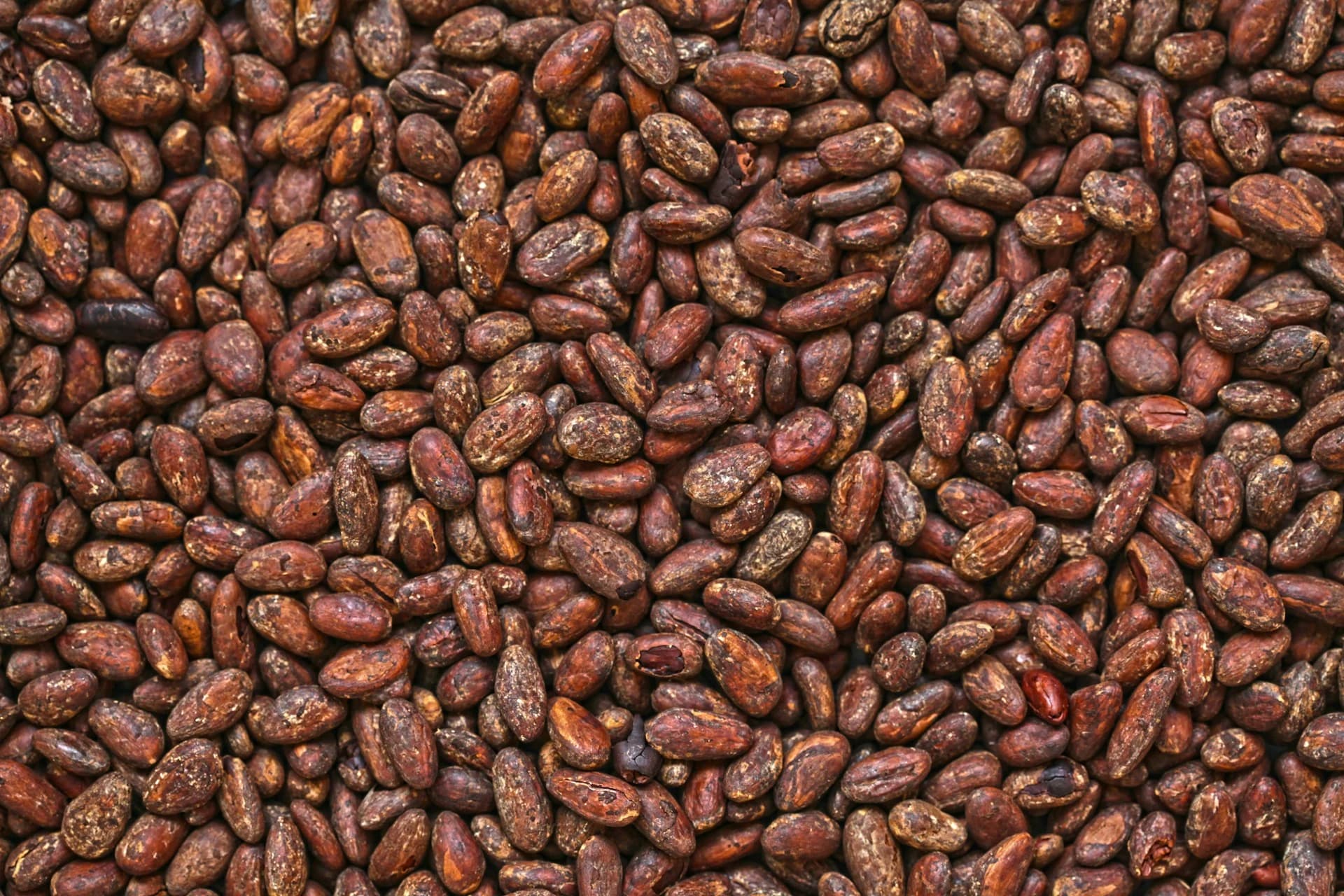 Hands grinding roasted cacao beans into chocolate paste on a stone mill at a Colombian farm