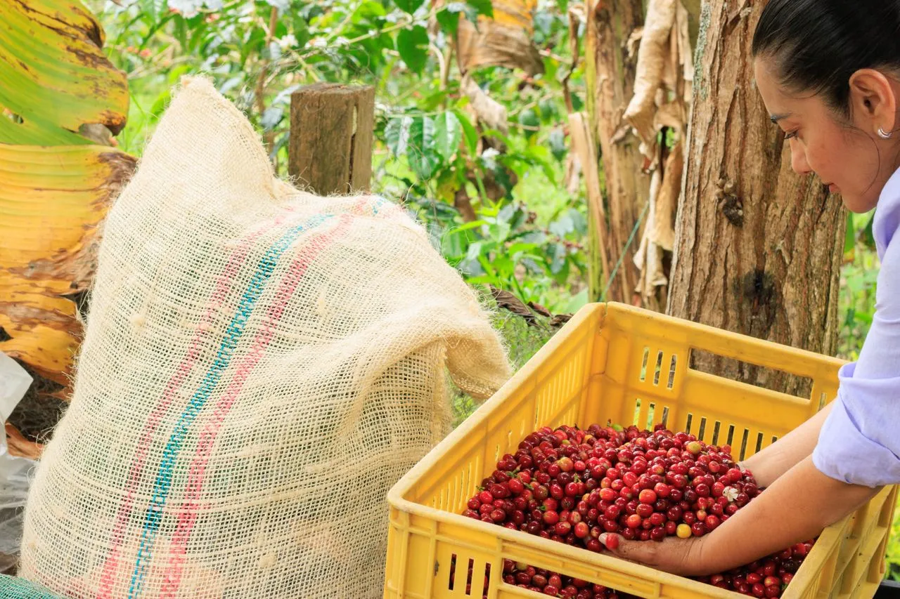 A woman harvesting fresh coffee beans outdoors on a coffee farm in Colombia